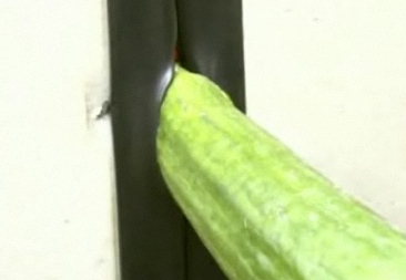 Bild: Ein Experiment mit Gurken