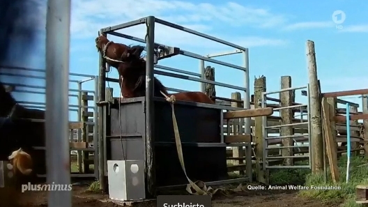 Bild: Pfer in Box bei Blutentnahme