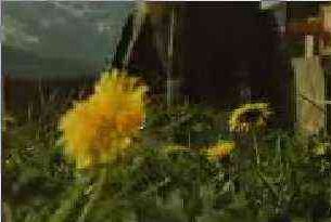 Bild Blume vor Bohrgest&auml;nge