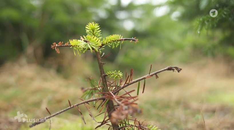 Spitze eines Weihnachtsbaumes
