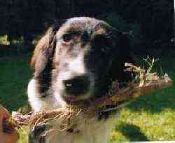 Lieblingsbesch�ftigung: Spielen